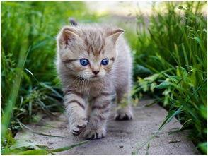 娱乐吃瓜酱猫糊糊