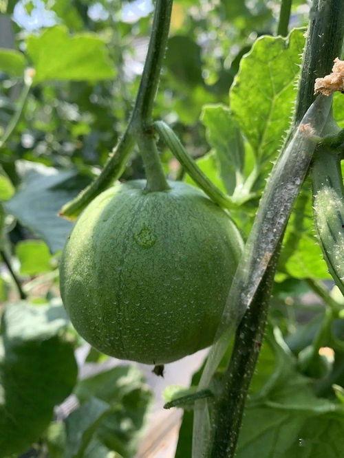 娱乐瓜吃瓜,揭秘明星幕后故事